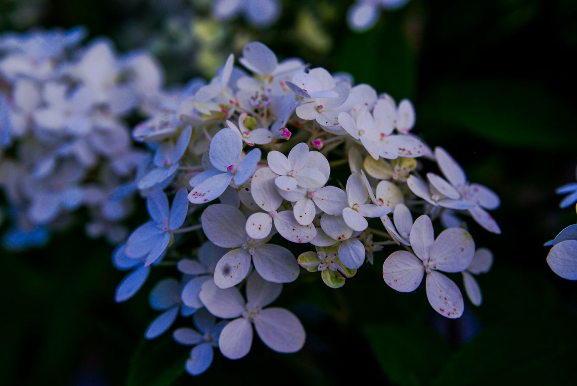 De beste hortensia’s voor jouw tuin of balkon