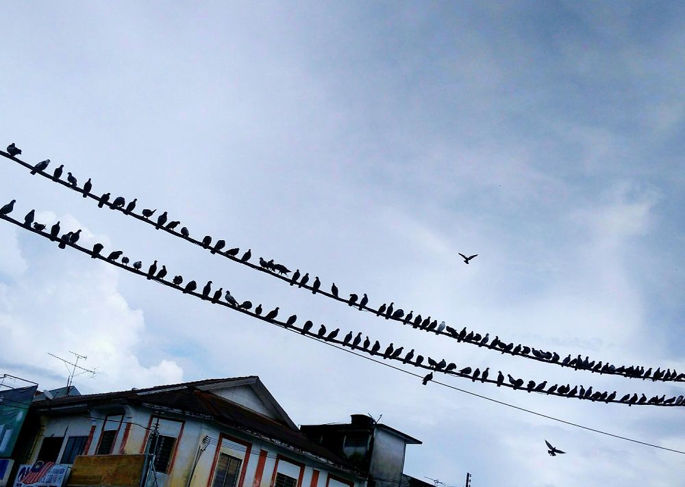 Voorkom vogeloverlast met gerichte wering op het dak